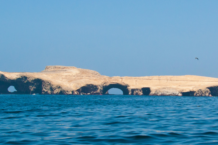 Från Paracas: Båttur till ön Ballestas med natursköna båtar