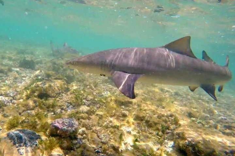 Sal Island: Shark Bay Experience from Santa Maria Private Option