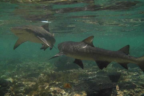 Wyspa Sal: Shark Bay Experience z Santa MariaWedług grupy