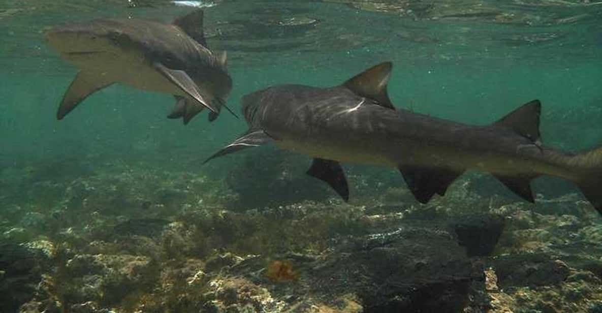 Ile De Sal Experience Shark Bay De Santa Maria Getyourguide