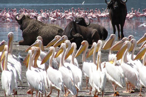 De Nairóbi: Safári de 2 dias no Lago Bogoria e no Lago Nakuru