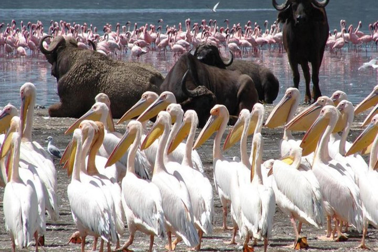 De Nairóbi: Safári de 2 dias no Lago Bogoria e no Lago Nakuru