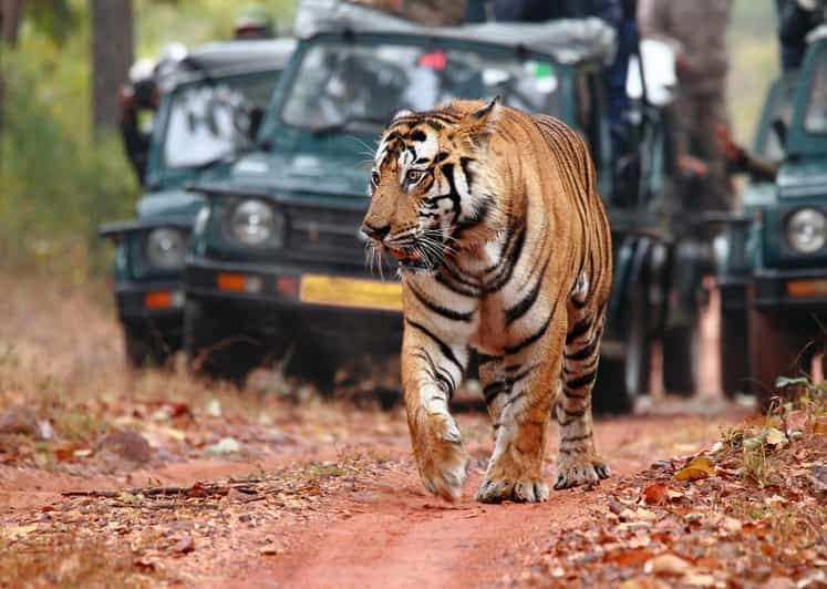 ranthambore safari canter