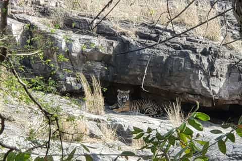 Ranthambore National Park: Jeep or Canter Safari Admission