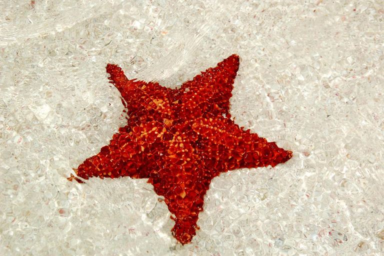 Bayahibe: Saona Island Catamaran Cruise with Lunch & Drinks