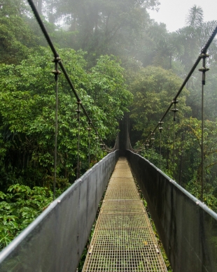hanging bridge in the jungle mist - Bridges & Architecture