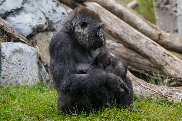 San Diego Zoo and Safari Park: toegangsticket voor 2 dagenSan Diego Zoo and Safari Park: toegangsbewijs voor 2 dagen