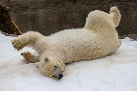 Zoológico y Safari Park de San Diego: entrada de 2 díasZoológico y Safari Park de San Diego: boleto de entrada de 2 días