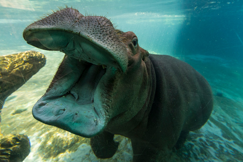 Zoológico de San Diego e Safari Park: ingresso de 2 dias