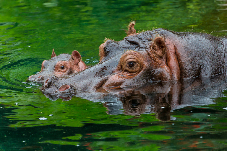 Zoo de San Diego et Safari Park: billet d'entrée de 2 jours