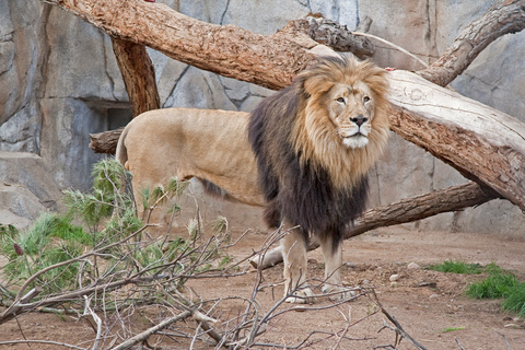 San Diego Zoo und Safari Park: 2-Tage-EintrittskarteSan Diego Zoo und Safari Park: 2-tägige Eintrittskarte