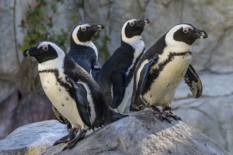 Zoo e Safari Park di San Diego: biglietto d&#039;ingresso per 2 giorni