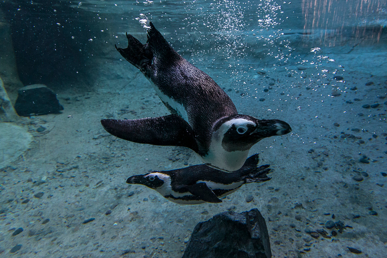 Zoo i park safari w San Diego: 2-dniowy bilet wstępu