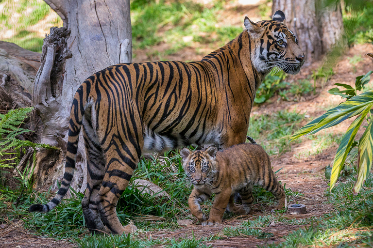 Zoo i park safari w San Diego: 2-dniowy bilet wstępu