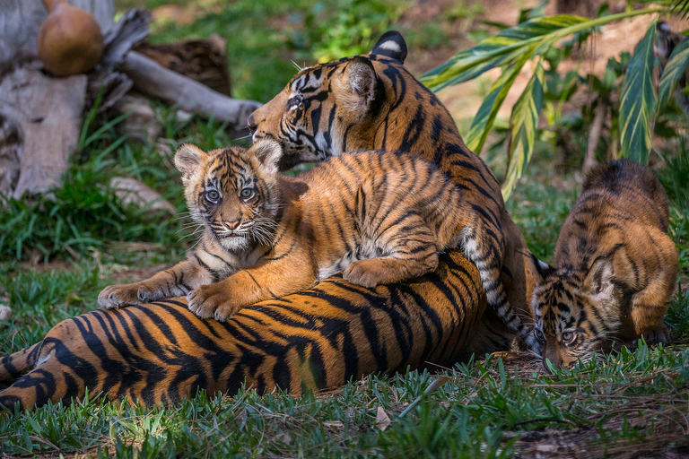 San Diego Zoo und Safari Park: 2-Tage-EintrittskarteSan Diego Zoo und Safari Park: 2-tägige Eintrittskarte