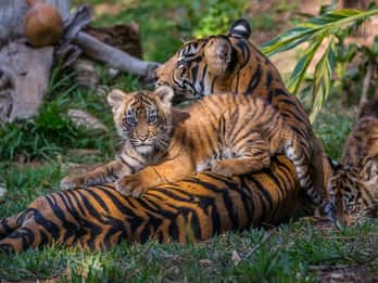 San Diego Zoo und Safari Park: 2-Tage-Eintrittskarte San Diego Zoo und Safari Park: 2-Tage-Eintrittskarte
