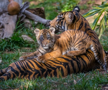San Diego Zoo und Safaripark: 2-Tages-Ticket