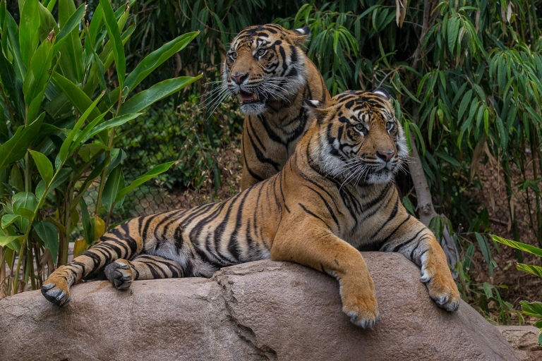 San Diego Zoo und Safari Park: 2-Tage-EintrittskarteSan Diego Zoo und Safari Park: 2-tägige Eintrittskarte