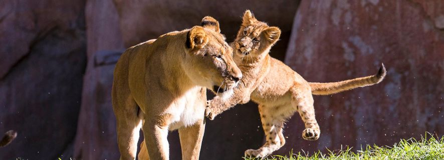 Zoológico y Safari Park de San Diego: entrada de 2 días