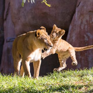 Zoo e Safari Park di San Diego: biglietto d'ingresso per 2 giorni