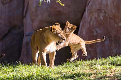 San Diego Zoo and Safari Park: 2-Day Entry Ticket