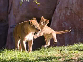San Diego Zoo und Safari Park: 2-Tage-Eintrittskarte San Diego Zoo und Safari Park: 2-Tage-Eintrittskarte