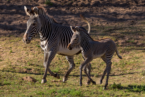 Zoo i park safari w San Diego: 2-dniowy bilet wstępu