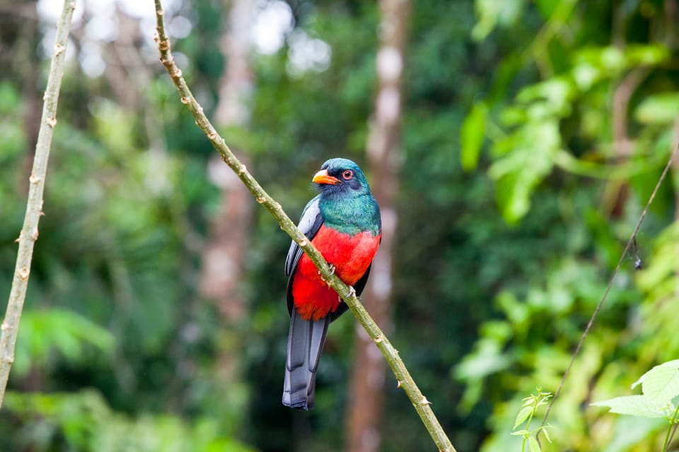 Liberia Private Bird Watching Tour Getyourguide