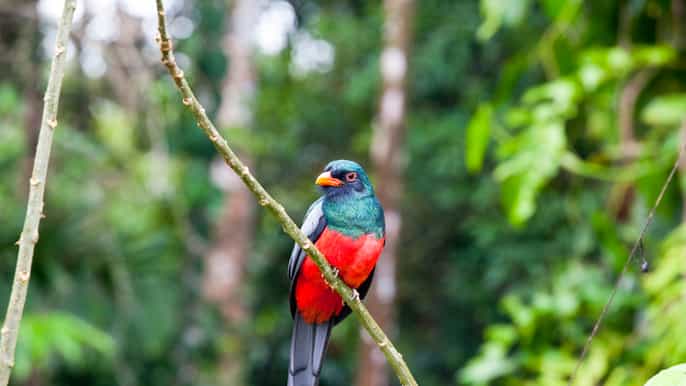 liberia private bird watching tour