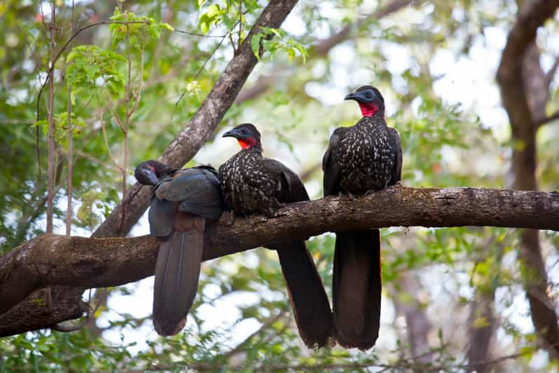 Liberia Private Bird Watching Tour GetYourGuide