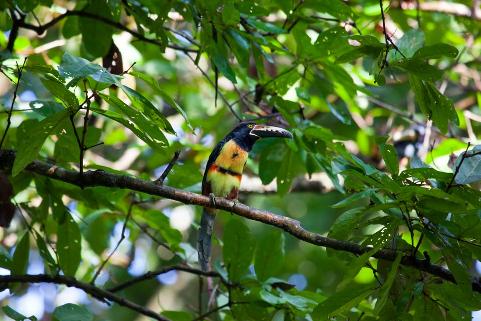 Liberia Private Bird Watching Tour Getyourguide