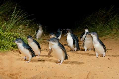 Melbourne: pingüinos de la isla Phillip y santuario de vida silvestre