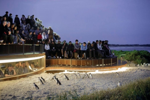 Melbourne: pingüinos de la isla Phillip y santuario de vida silvestre