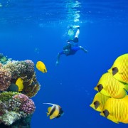 Marsa Alam: Snorkeling Trip to Satayh Dolphin Reef