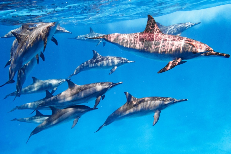 Marsa Alam: Nurkowanie z rurką na Rafie Delfinów Sataya