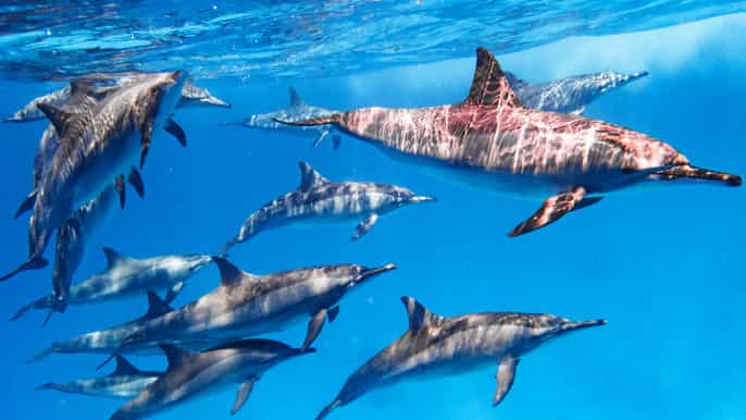 marsa alam viagem de mergulho com snorkel ao recife do golfinho de satayh
