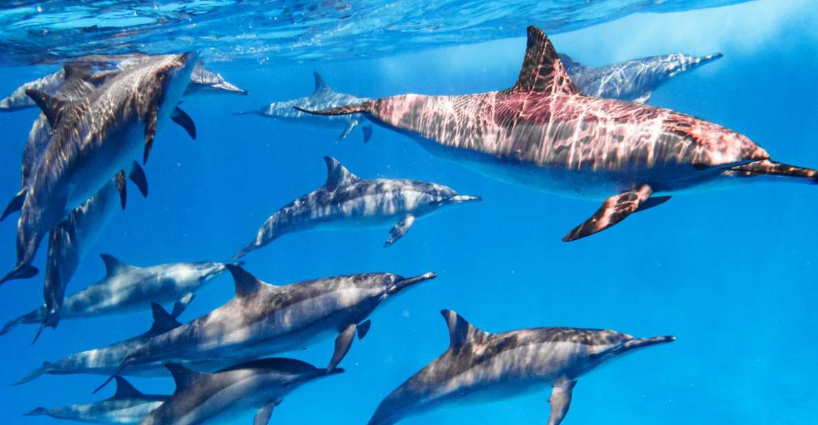 Marsa Alam: snorkeling sulla Barriera dei delfini di Satayh