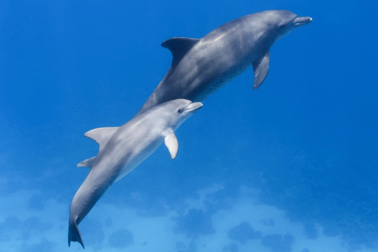 Marsa Alam: snorkelexcursie naar dolfijnenrif Satayh