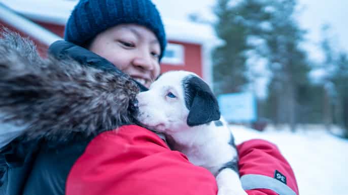 rovaniemi family friendly husky ride and farm visit