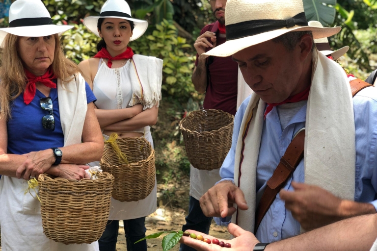 Medellín: tour de café con degustaciones y comidaTour de café con degustaciones y comida