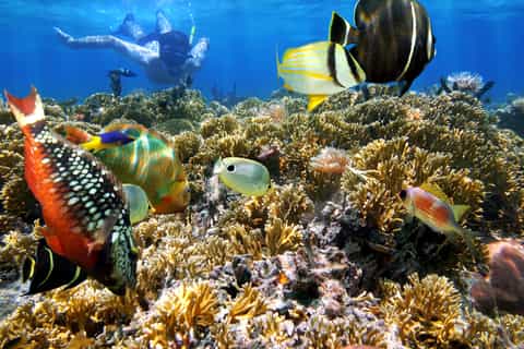 Cartagena: Rosario Islands Day Tour with Snorkel & Lunch