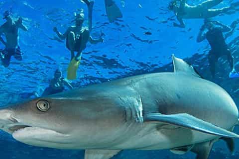 pacific harbour ultimate sharkdive experience