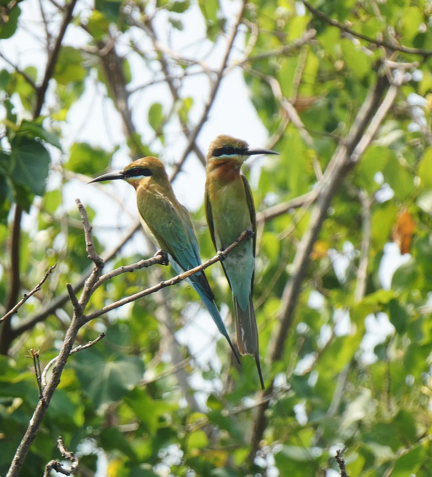 Von Negombo zu den Feuchtgebieten von Muthurajawela: Bootstour mit Vogelbeobachtung