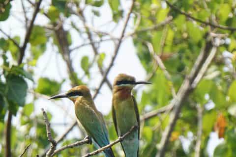 Negombo : excursion en bateau dans les zones humides de Muthurajawela pour l'observation des oiseaux