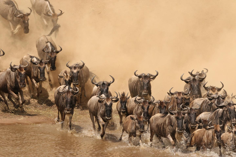 Masai Mara 4days wildebeest migration safari in 4x4 Jeep