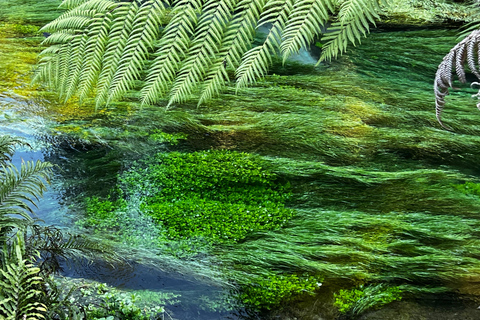 EXCLUSIVE Blue Spring experience half day tour from Auckland