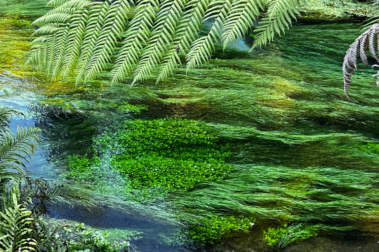 EXCLUSIVE Blue Spring experience half day tour from Auckland