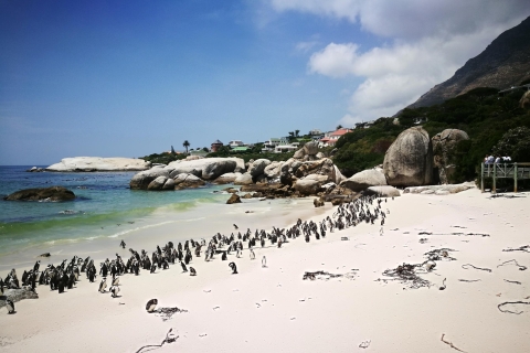 Stellenbosch: visite privée de la péninsule magique du Cap