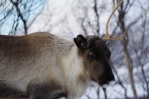 Tromso: recorrido panorámico y ecológico con raquetas de nieve