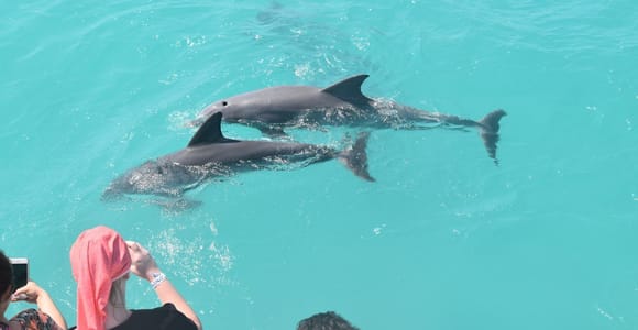 Key West: Dolphin Watching and Snorkeling Sunset Cruise
